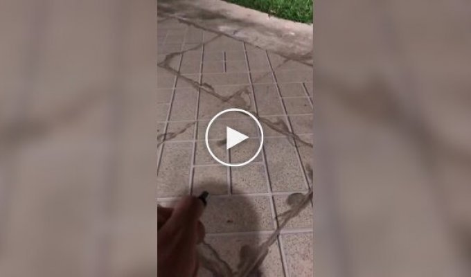 Жаба з лазерним наведенням