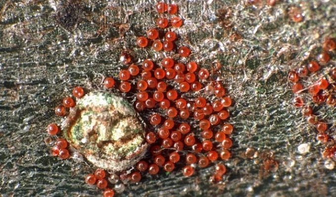 Плодовый клещ: маленькие красные жучки на листьях (9 фото)