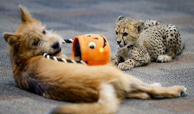 Детёныш гепарда подружился с щенком в американском зоопарке (5 фото + 2 видео)