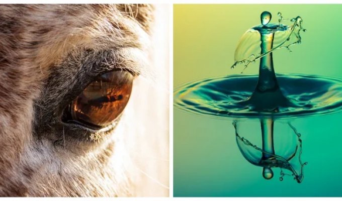 22 снимка, демонстрирующих скрывающуюся в мелочах вселенную (23 фото)