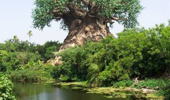  Удивительное дерево (10 Фото)