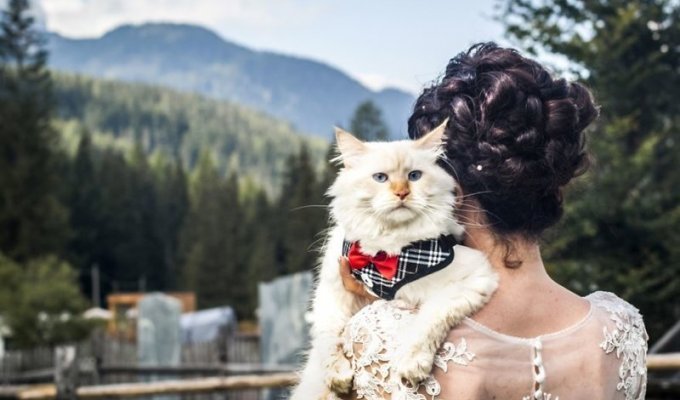 Фотограф снимает невест с их кошками и результат не может быть более очаровательным (20 фото)