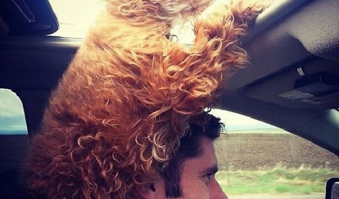 Смешные собаки, которые больше всего на свете обожают высовывать голову в окно автомобиля (20 фото)