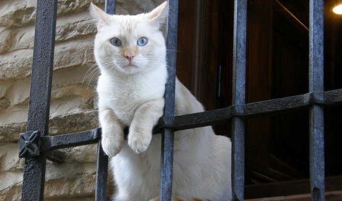Коты - преступники (18 фото)