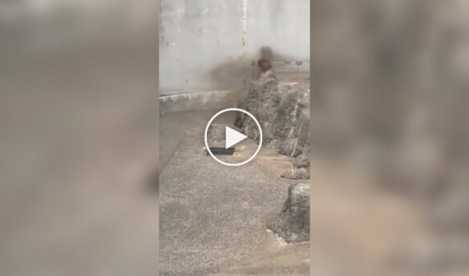 Малыш Панч защитил подружку