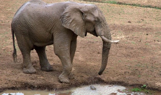 Коварная ловушка для слона (4 фото)