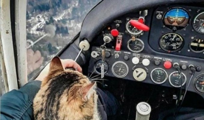 "I see the goal - I see no obstacles": cats in unusual places (17 photos)