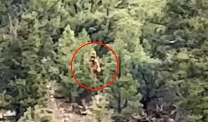 Снежного человека заметили в лесу Колорадо (3 фото + 3 видео)