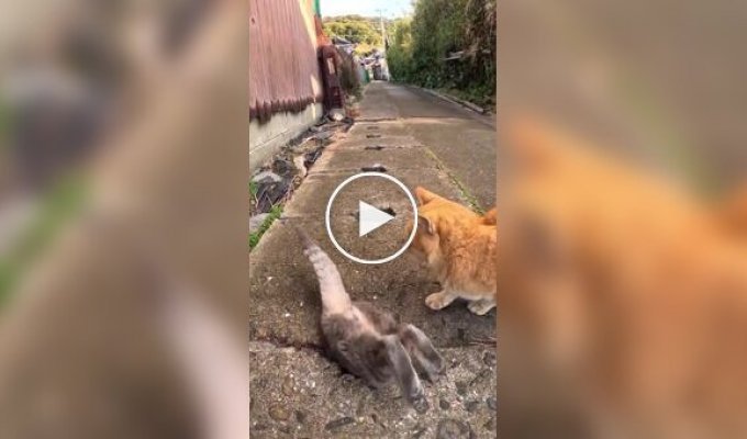 A secret spot for stray cats in Japan