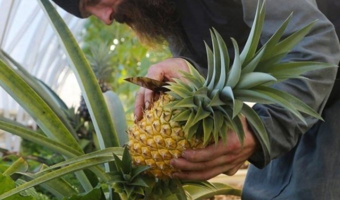 В Валаамском монастыре послушники вырастили экзотический фрукт (3 фото)