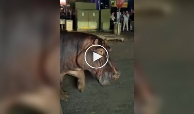 Пробка по-африкански: два бегемота вышли на дорогу и остановили весь город