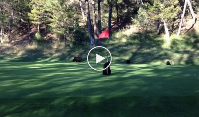 Медвеженок играет с флагом на поле для гольфа