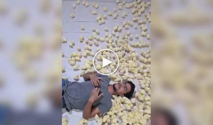 В Индии открыли антистресс-комнату с сотнями цыплят