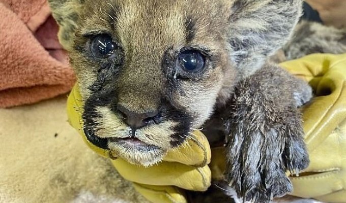 В зоопарке Окленда спасли котенка горного льва, который осиротел в лесном пожаре (3 фото)