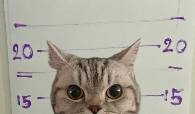 A cat is "under investigation" in Thailand after an attack (2 photos)