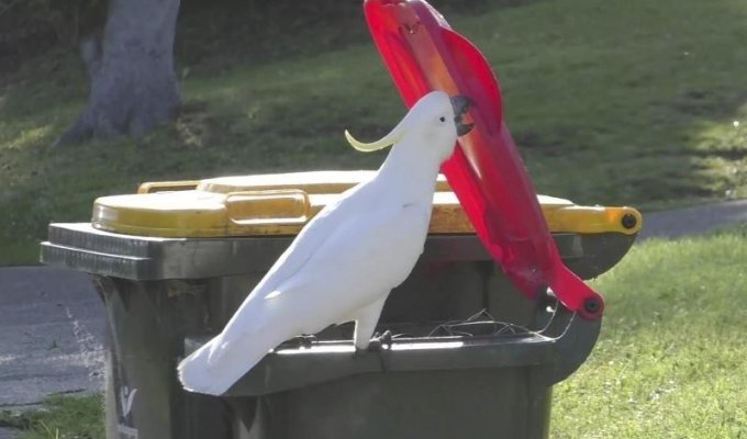 Какаду почти победили австралийцев в технологической битве за мусор (7 фото + 1 видео)