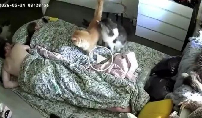 Fluffy alarm clocks.