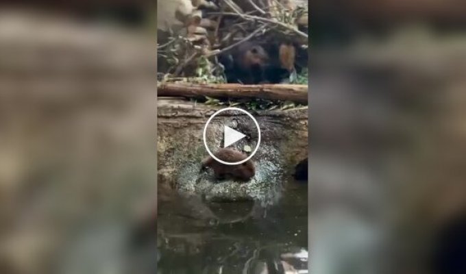 Бобренок не захотел ложиться спать и сбежал