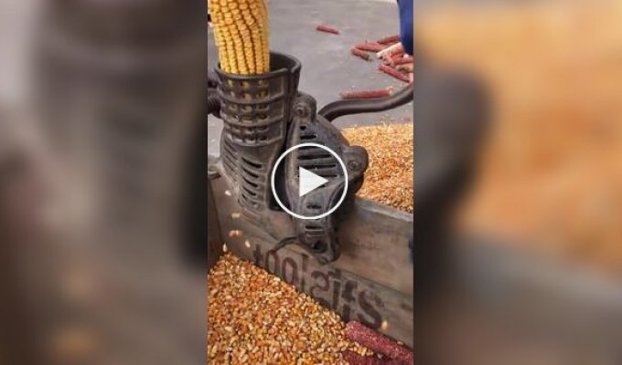 Старая кукурузолущилка с ручным приводом