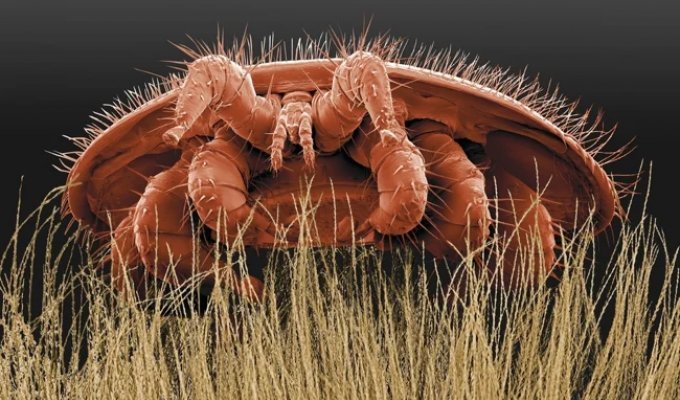 Варроа: головна причина вимирання бджіл (9 фото)