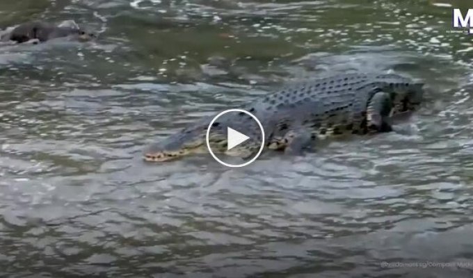 Отважные выдры против крокодила