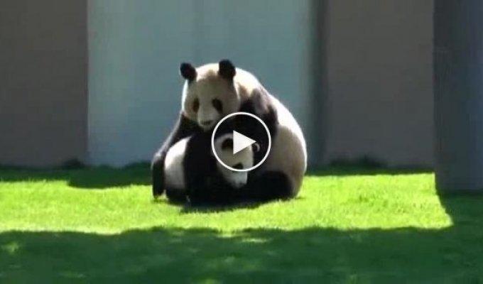 Забавная панда играет с детенышем