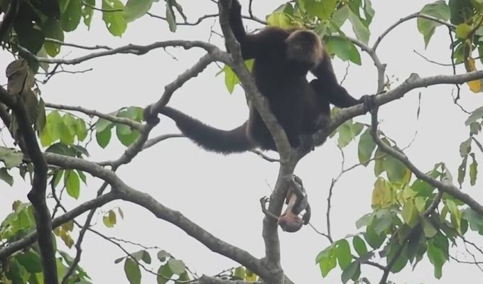Animal rights activists have documented the birth of a spider monkey in the wild for the first time (6 photos + 1 video)