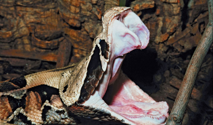 Габонская гадюка: знаменитая толстая змея с сильнейшим ядом (8 фото)