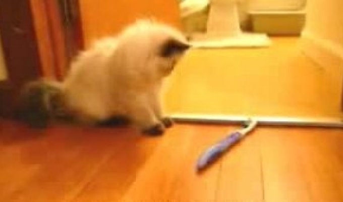 Котик против зубной щетки