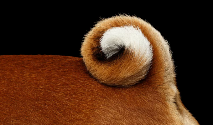Why do some dogs have curled tails? (5 photos)