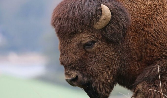 A drunken American paid for attacking a bison (4 photos)