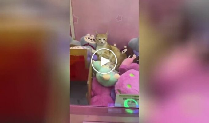 Cats relax in a toy machine