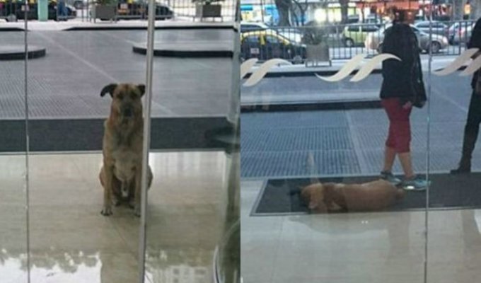 Стюардесса из Германии забрала бездомного пса, который полгода ждал ее у отеля (10 фото)