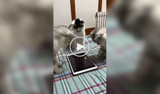 How to distract three cats from their owner