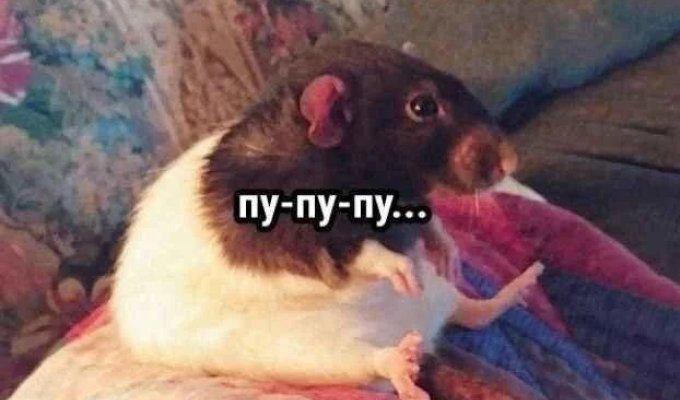 Лучшие шутки и мемы из Сети. Выпуск 723 (94 картинок)