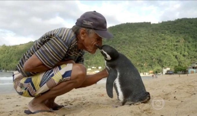 Каждый год этот пингвин проплывает более 8000 км, чтобы увидеться с человеком, который его спас (6 фото)