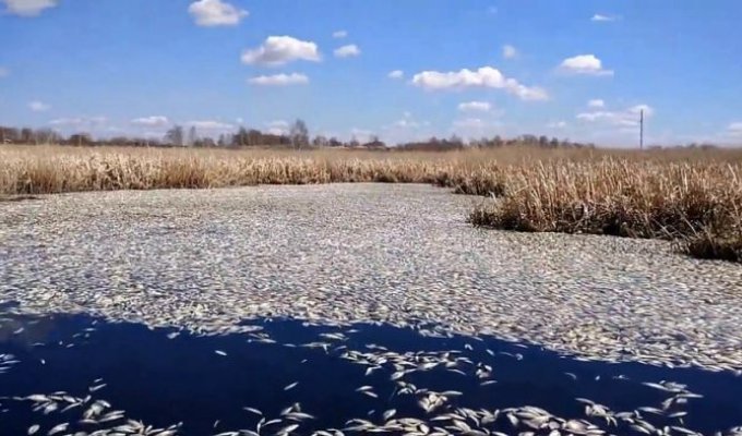 Массовая гибель рыбы в озере Кунашак в Челябинской области (5 фото)