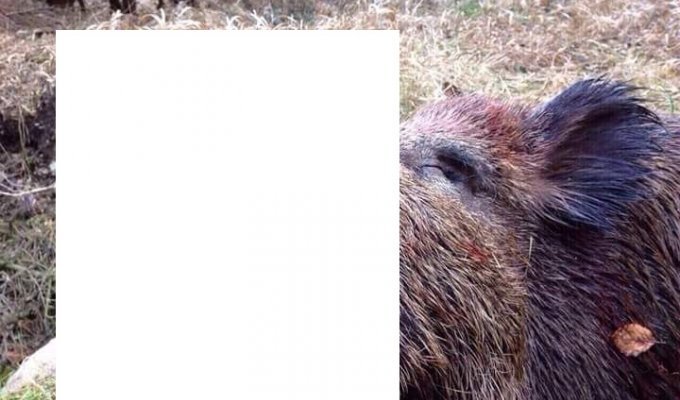 Последствия нападения дикого кабана на человека (3 фото)