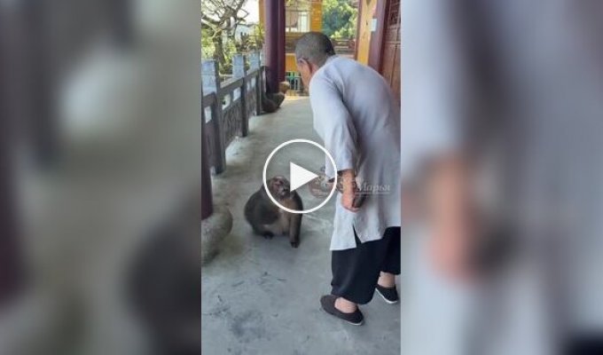 Трехлапая макака обрела дом в буддийском храме