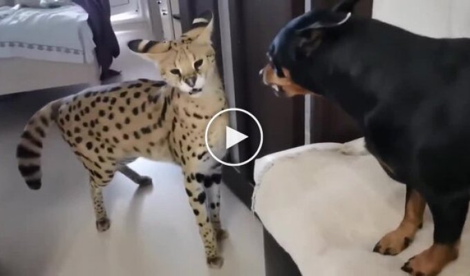 Сервал зміг заспокоїти агресивного пса