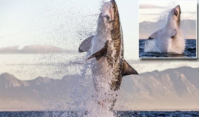 Акула в полете: невероятные снимки, сделанные фотографом-анималистом (5 фото + 1 видео)