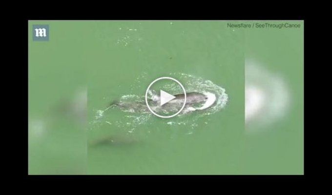 Трогательное видео дельфиниха не может смириться со смертью детеныша
