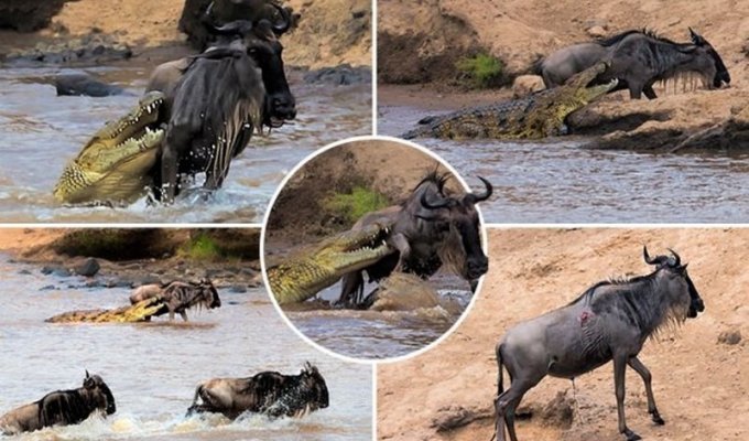 Антилопе посчастливилось вырваться из пасти крокодила (8 фото)