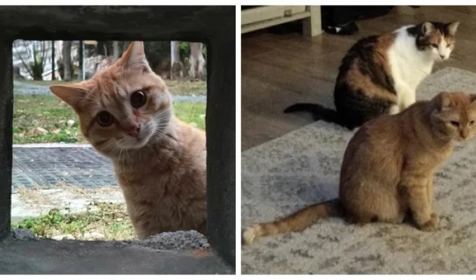 20 кодов доступа к котонастроениям и которазвлечениям (21 фото)