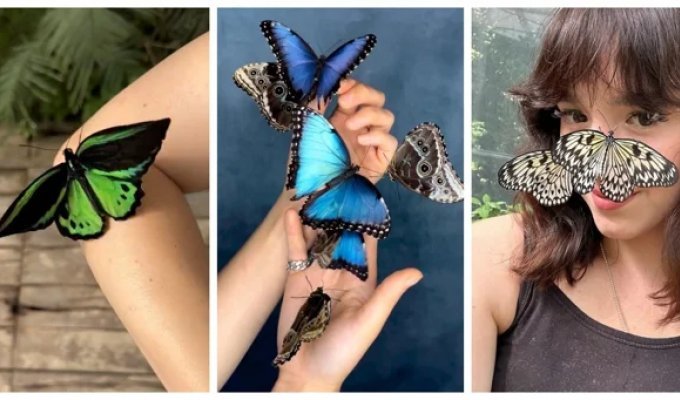 A Woman Breeds Rare Species of Butterflies (23 photos + 1 video)