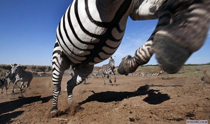Охота на зебр (7 фото)