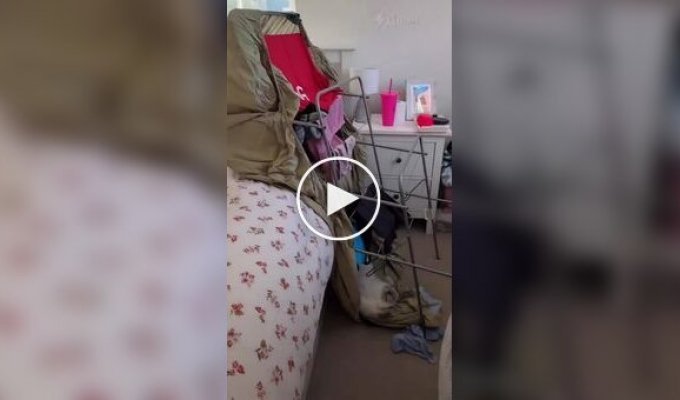 Кот уснул на месте преступления