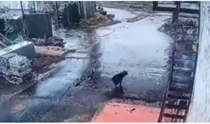 Работнику локомотивного депо удалось сбежать от медведя (1 фото + 2 видео)