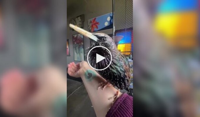 Включите это своей собаке: Невероятные звуки природы