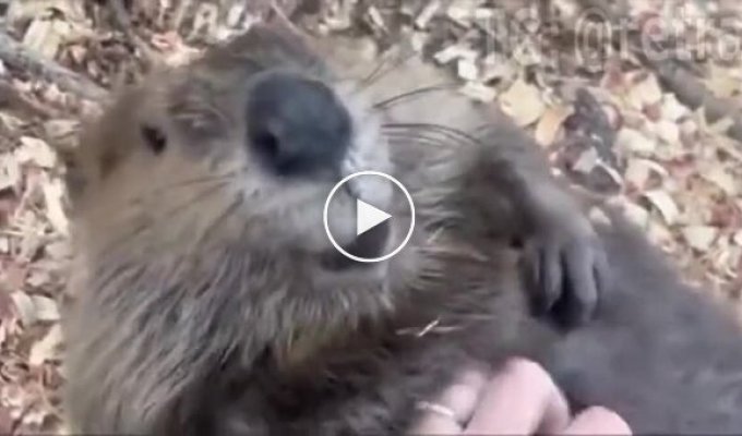 It turns out that beavers also like to have their bellies scratched.